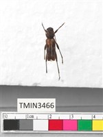 藏品(胸紋刺虎天牛)的圖片